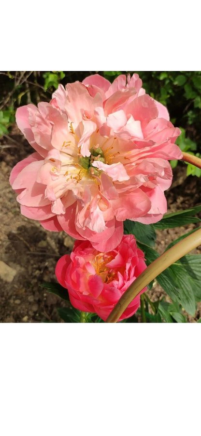 Pion Paeonia Pink Hawaiian Coral vackra blommor som en bakelse