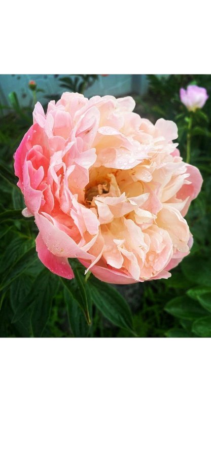 Pion Paeonia Pink Hawaiian Coral vackra blommor som en bakelse