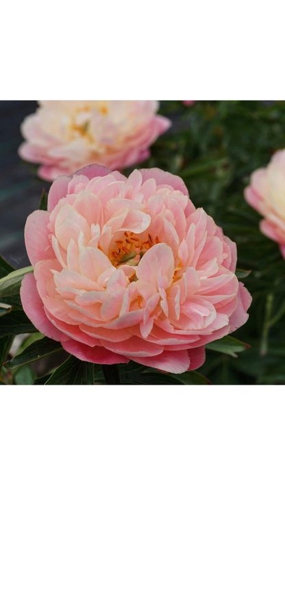 Pion Paeonia Pink Hawaiian Coral vackra blommor som en bakelse