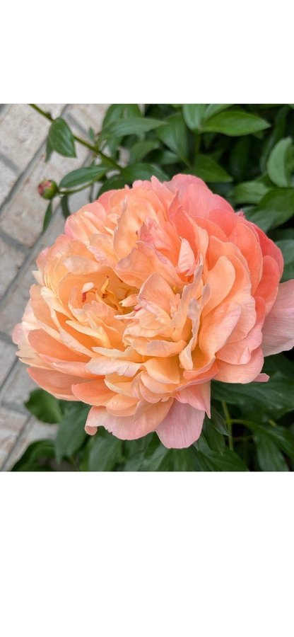 Pion Paeonia Pink Hawaiian Coral vackra blommor som en bakelse