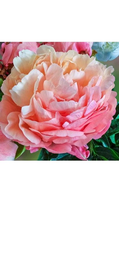 Pion Paeonia Pink Hawaiian Coral vackra blommor som en bakelse