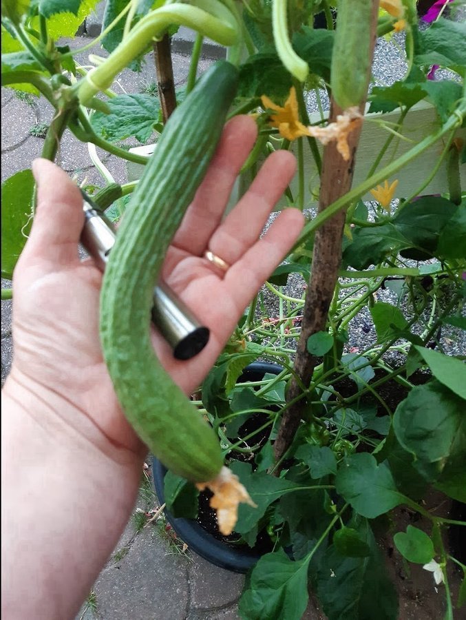 PAKETPRIS , 3 olika sorters frön av gurka, pickles, slanggurka och drivgurka