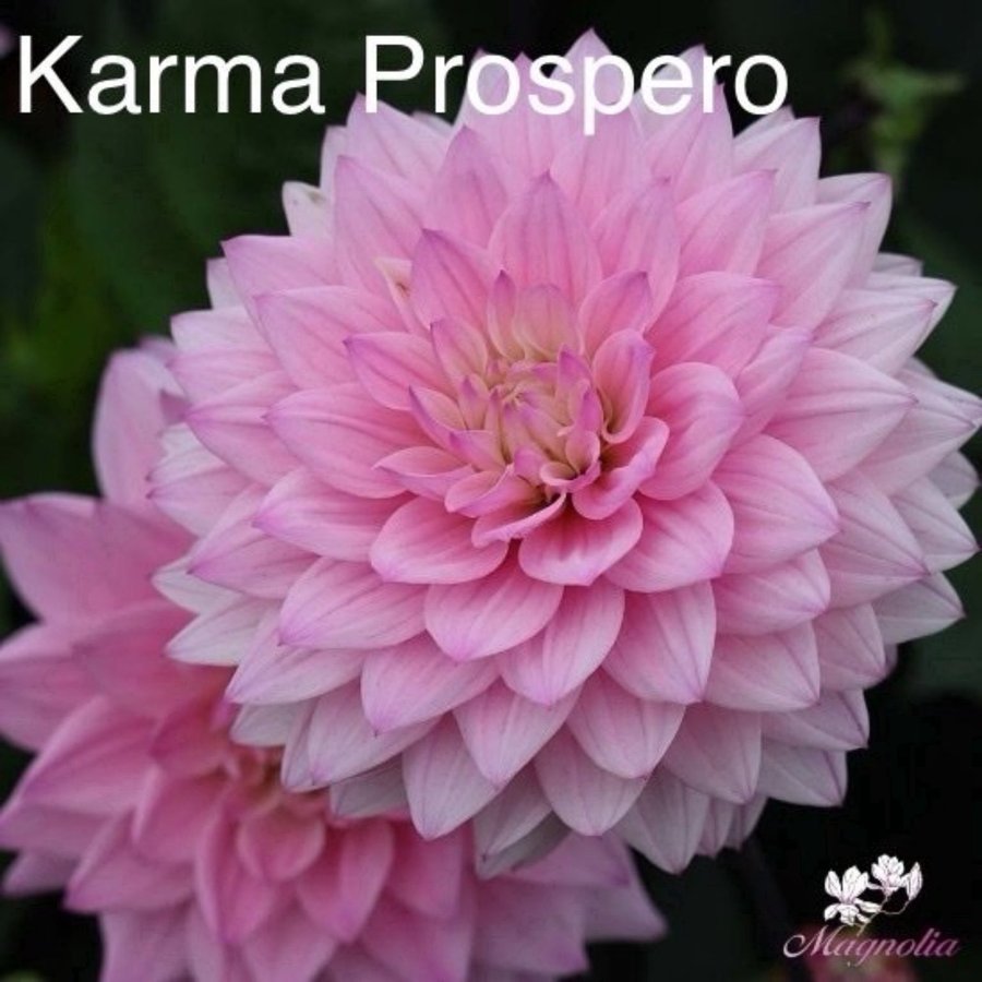 Dahlia Karma Prospero knöl