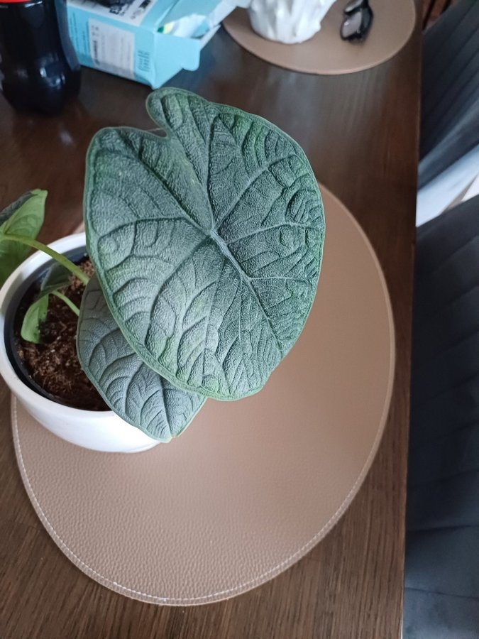 Alocasia melo