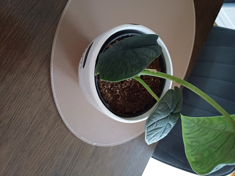 Alocasia melo