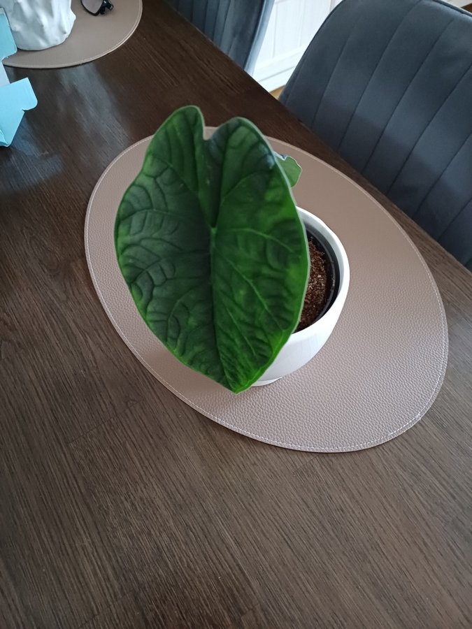 Alocasia melo