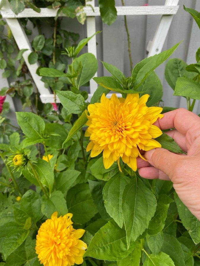 Helianthus multiflorus 'Loddon Gold'