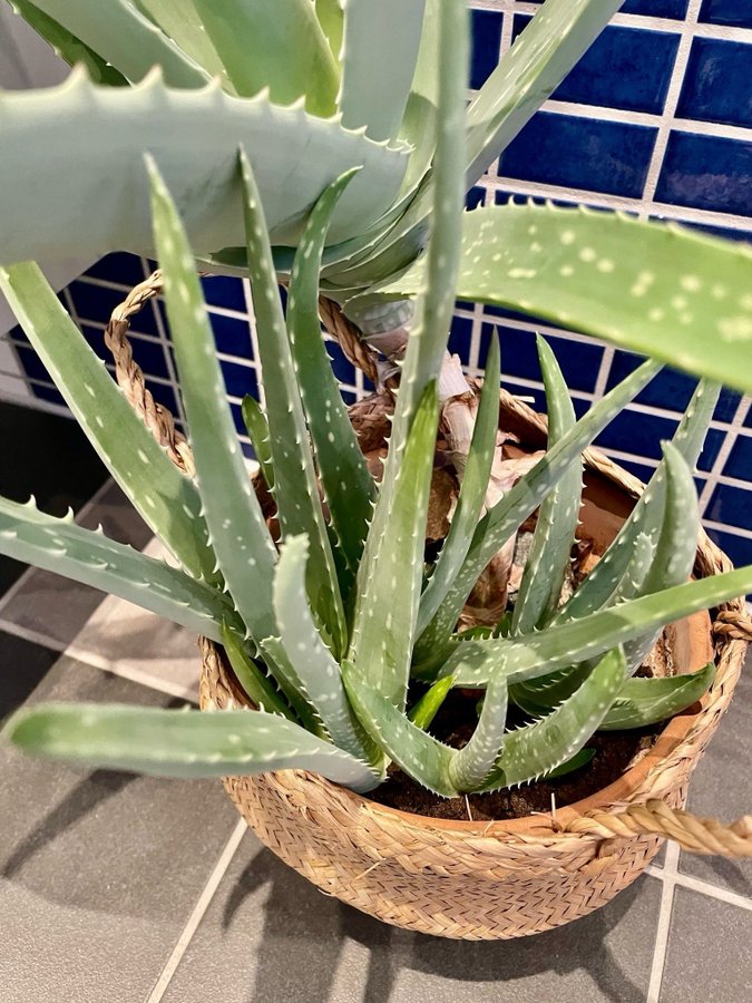 Aloe Vera Plantor. 1/3 plantor, ca 10-15 cm hög.