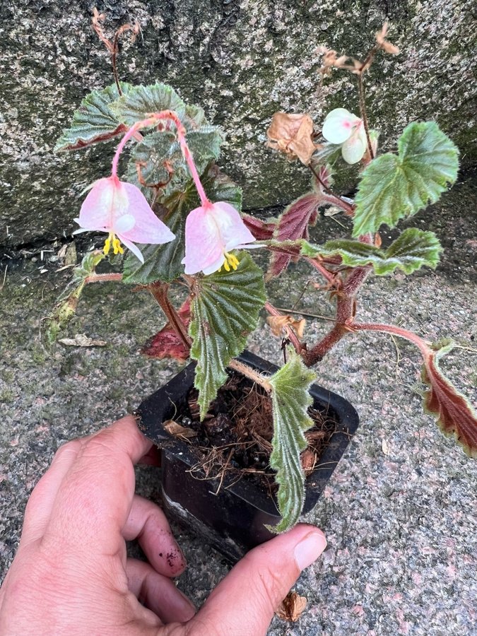 Begonia smithiana