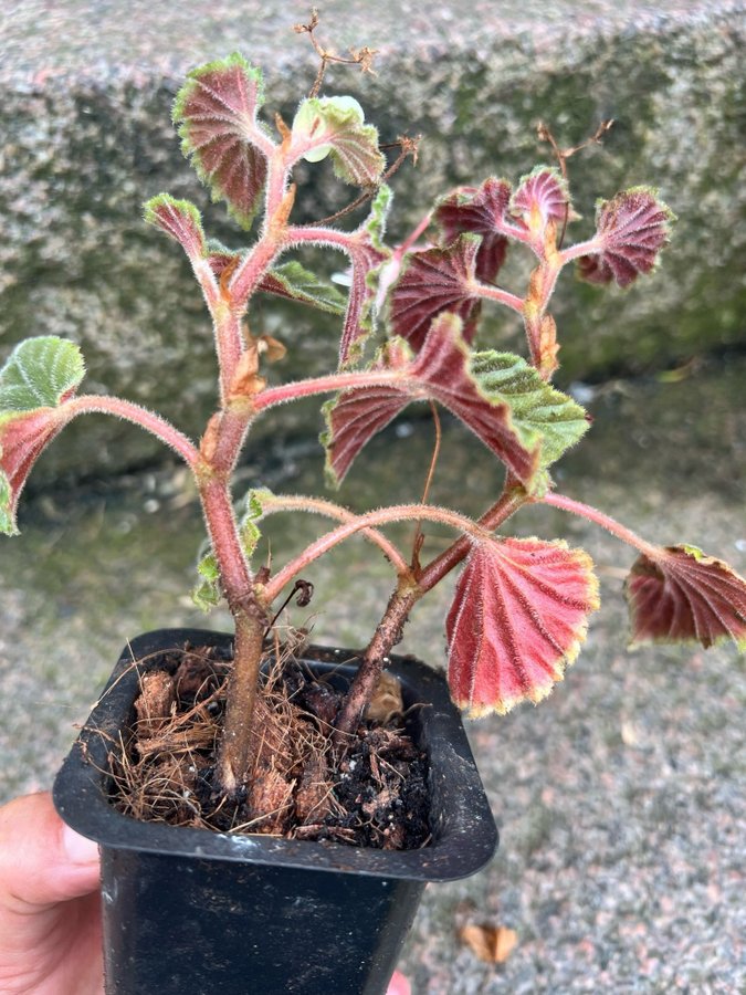 Begonia smithiana