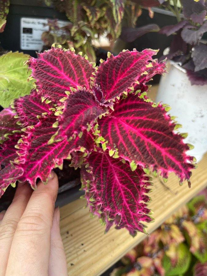 Palettblad Red Ruffles