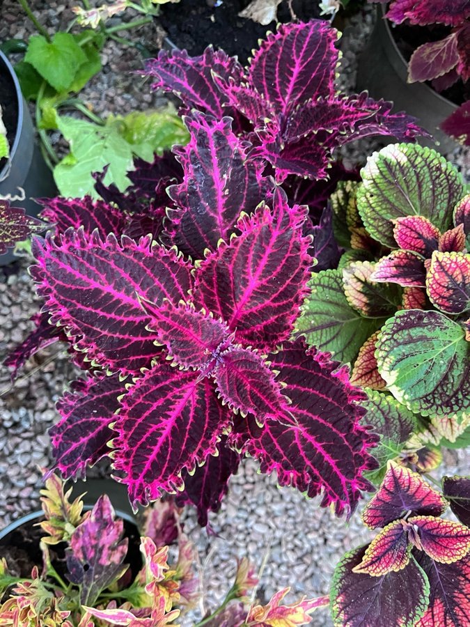 Palettblad Red Ruffles