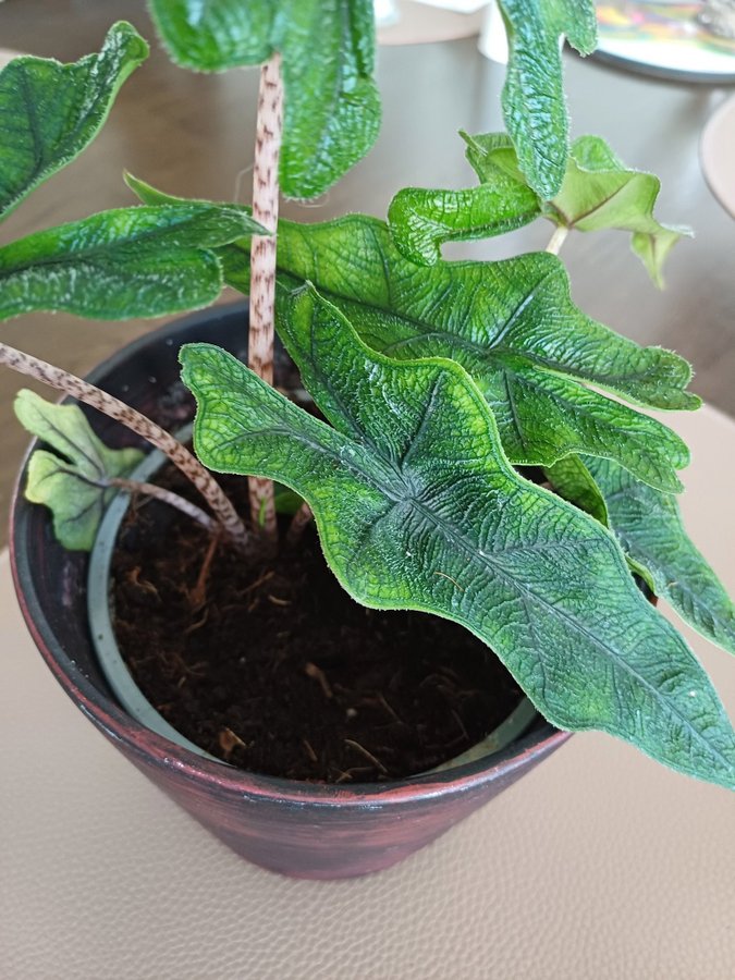 Alocasia Tandurusa "Jacklyn