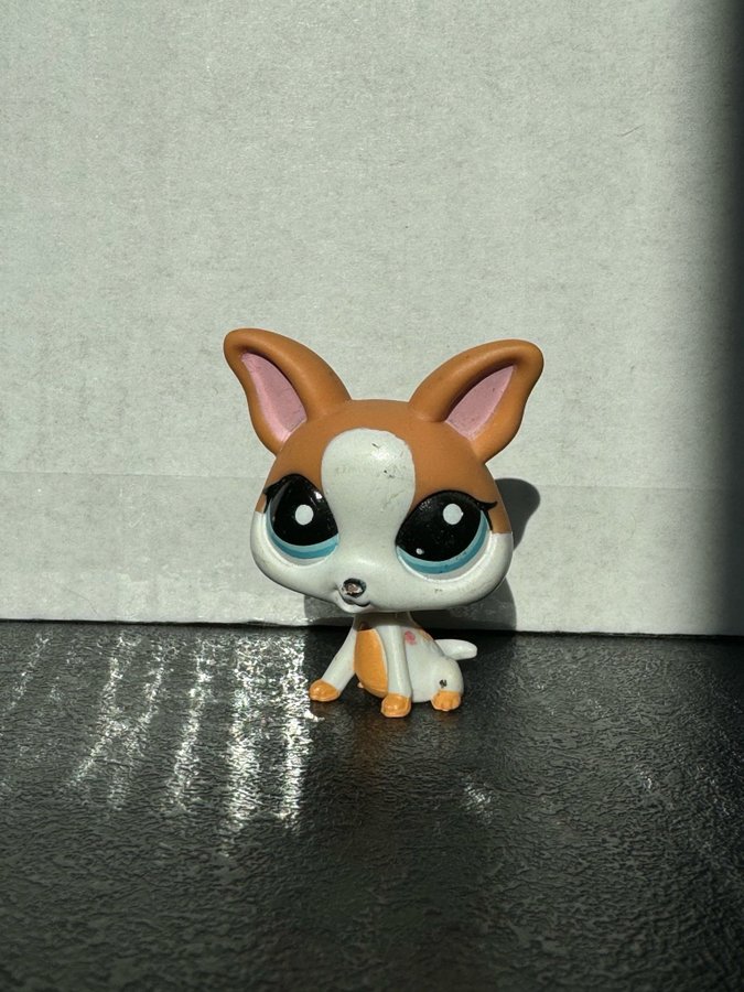 Littlest Pet Shop Chihuahua #2072 Authentic