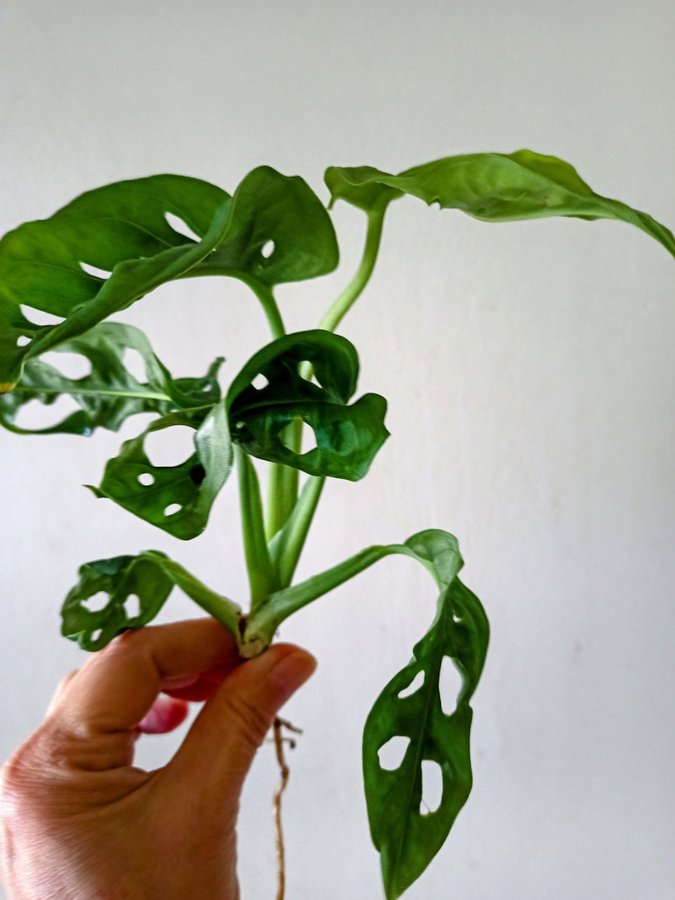 MONSTERA ADANSONI " MONKEY MASK,"- planta