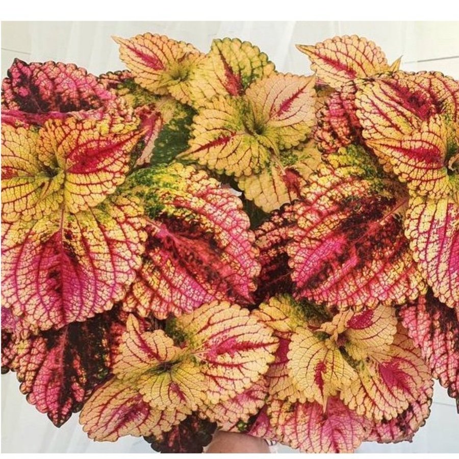 Palettblad/Coleus Flora fröis från Camilla.R