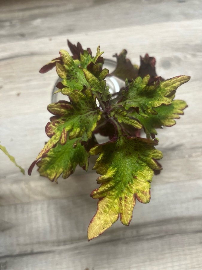 Palettblad/coleus stickling, FURIOSA