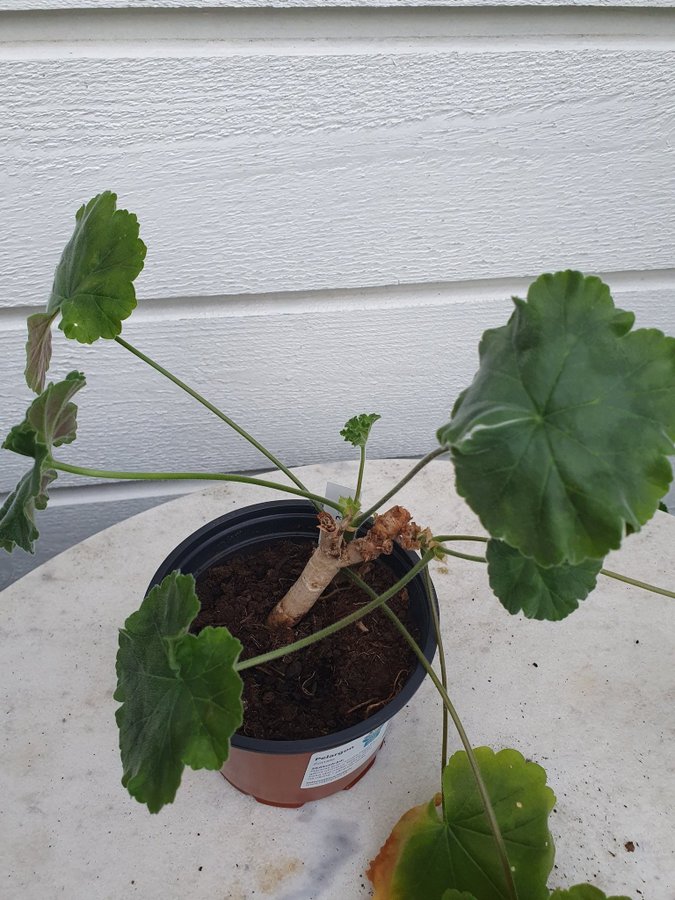 Zonartic pelargongaragets Torkel