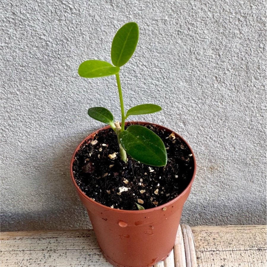 Hoya Cumingiana / buskporslinsblomma rotad stickling