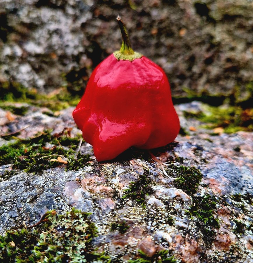 Nepalese Bell