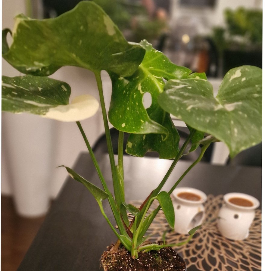 Monstera Albo