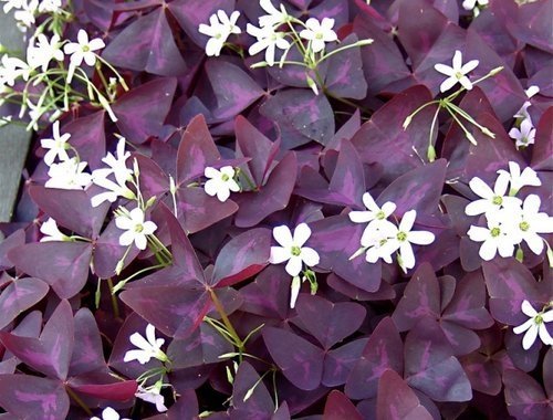 Oxalis triangularis - Triangeloxalis - Rhizomer