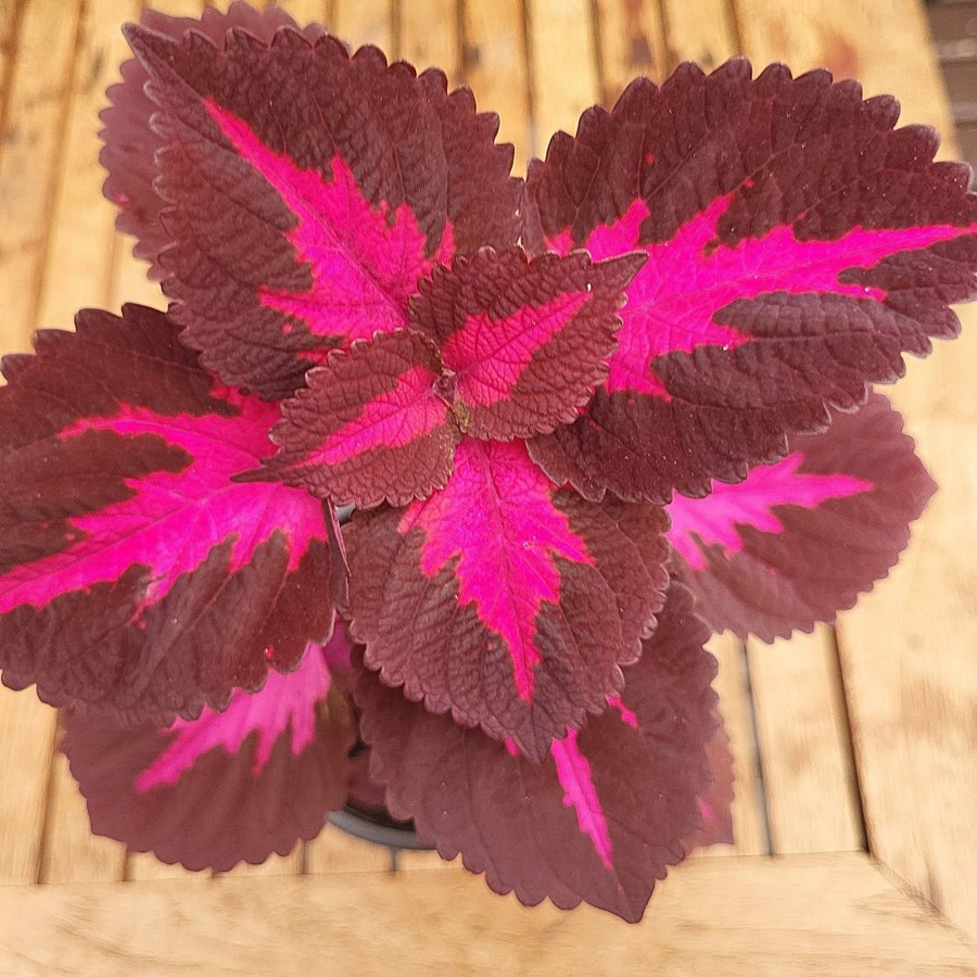 Coleus palettblad China rose