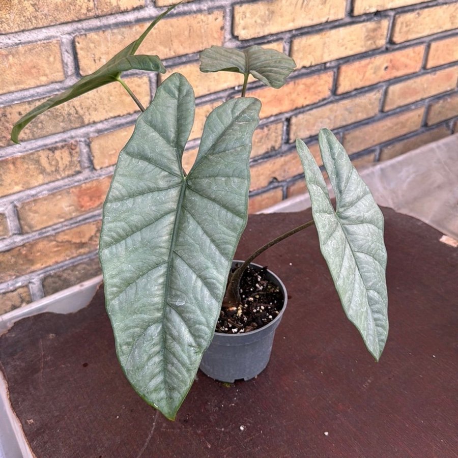 Alocasia corason 12 cm