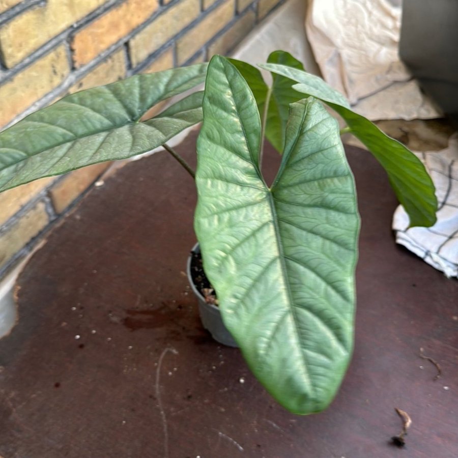 Alocasia corason 12 cm