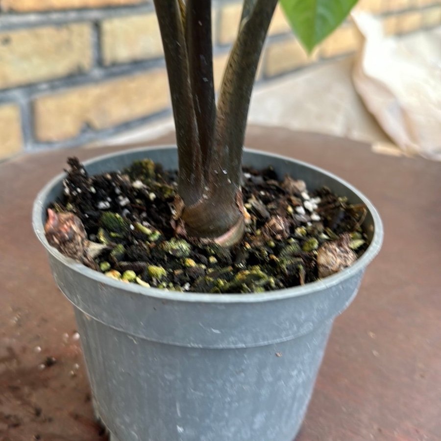 Alocasia corason 12 cm