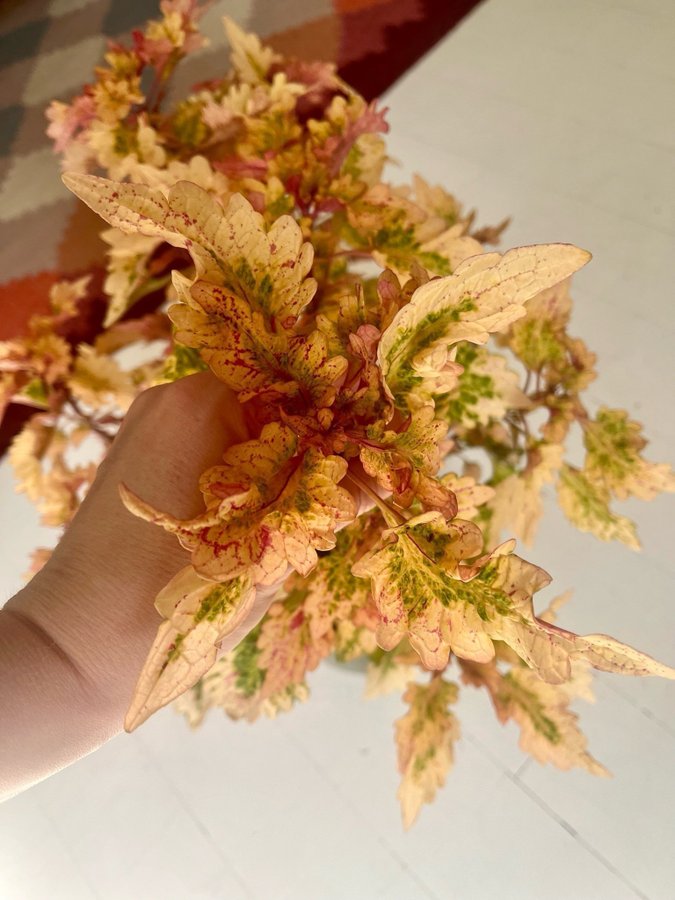 Stickling Palettblad Coleus Käftsmäll