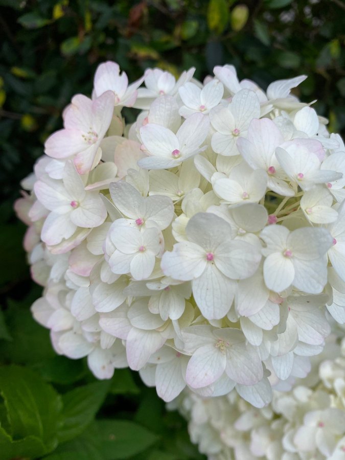 Hortensia planta hydrangea paniculata Royal flower blommor