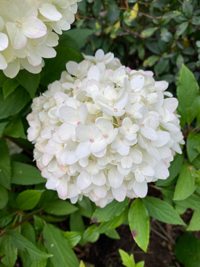 Hortensia planta hydrangea paniculata Royal flower blommor