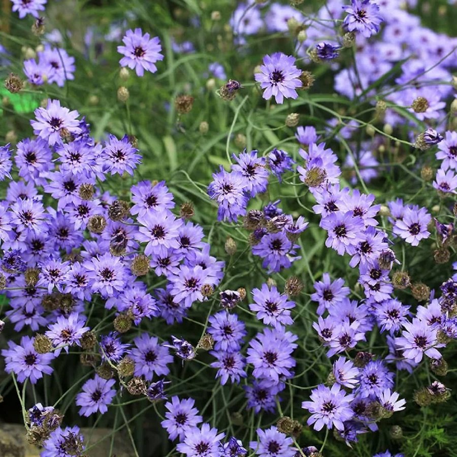 Gräsfibbla Blå, flerårig, höjd 60-70 cm, blomtid juli-sept, 20 frön