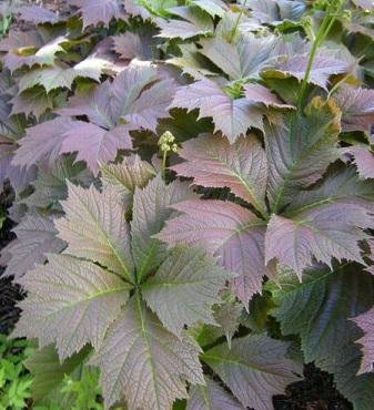 Rodgersia sp - Superfin Rodgersia - PLANTA