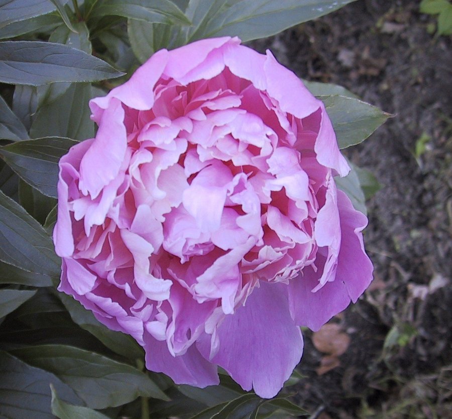 Pion lactiflora "Sarah Bernhardt"