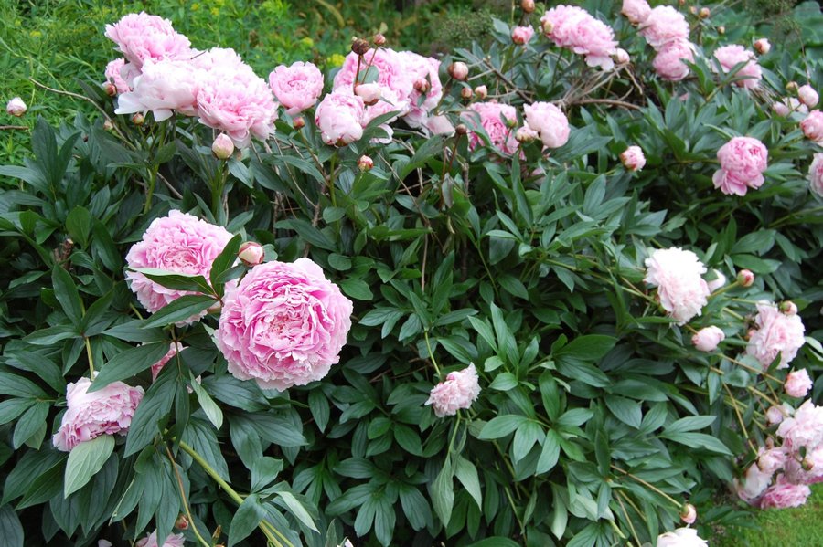 Pion lactiflora "Sarah Bernhardt"