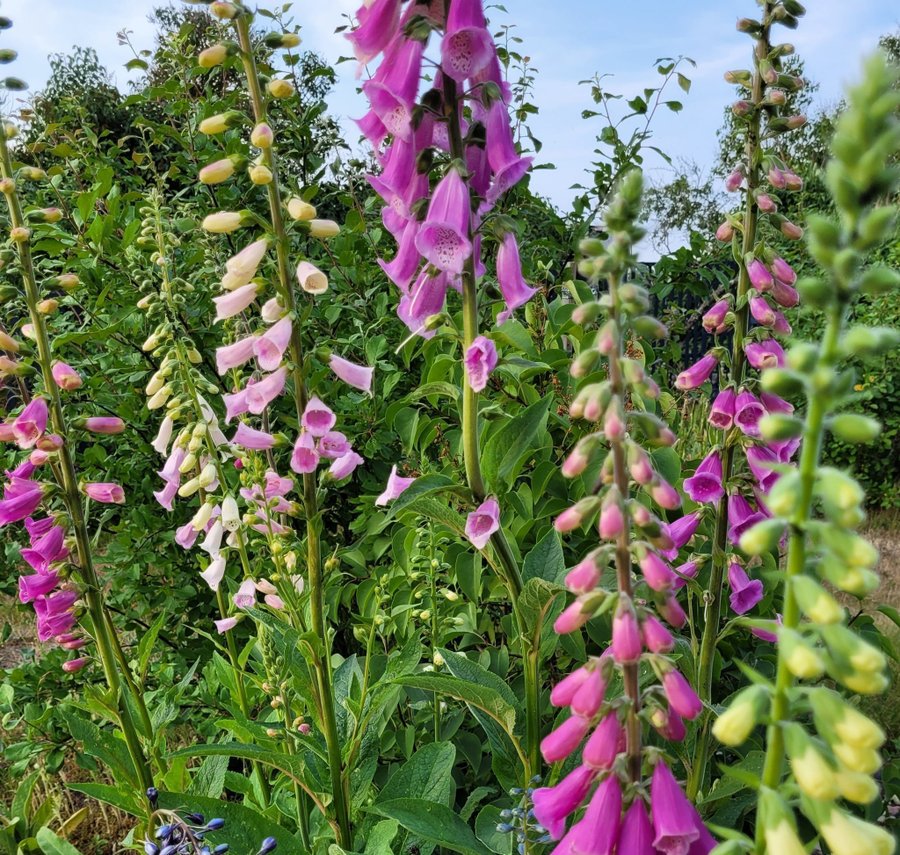 Fröså nu. Fingerborgsblomma.