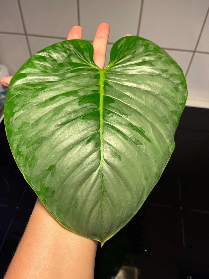 Philodendron Sodiroi