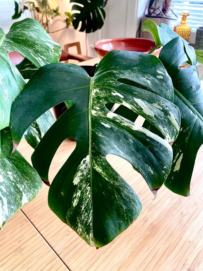 Monstera variegata albo stor stickling