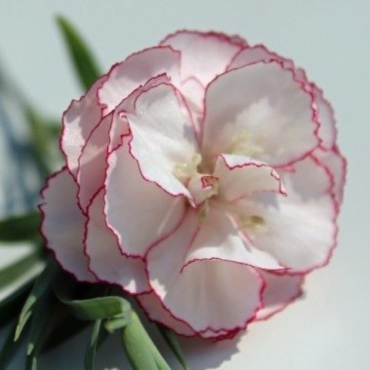 Nejlika Raspberry Ripple (Dianthus caryophphyllus)