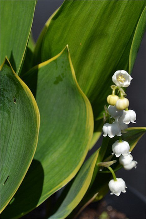 Gulkantad liljekonvalj - Convallaria majalis "Hardwick Hall"