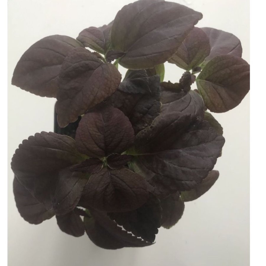 Black Prince rotad stickling palettblad coleus