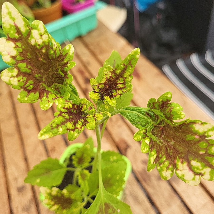 Coleus palettblad