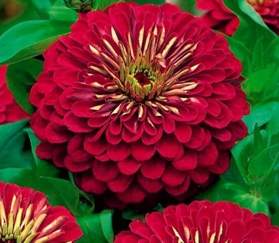 Zinnia Burgund höjd 70 cm blommar juli-september 30 frön