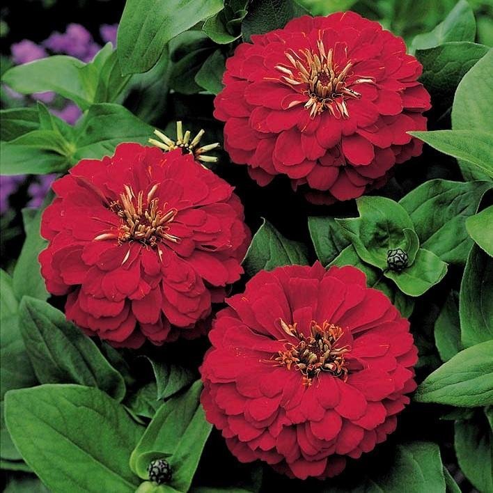 Zinnia Burgund höjd 70 cm blommar juli-september 30 frön