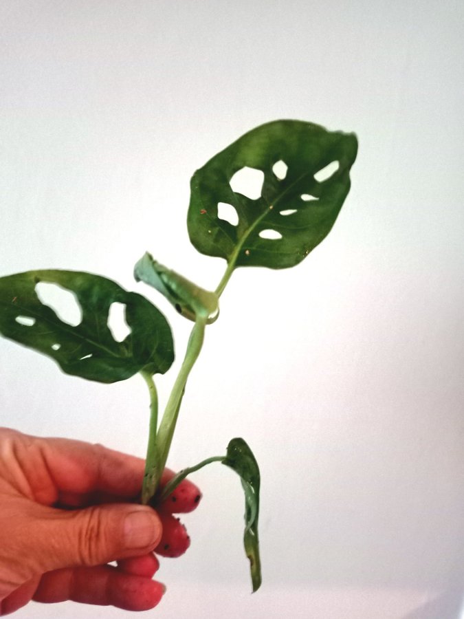 MONSTERA ADANSONI " MONKEY MASK,"- planta