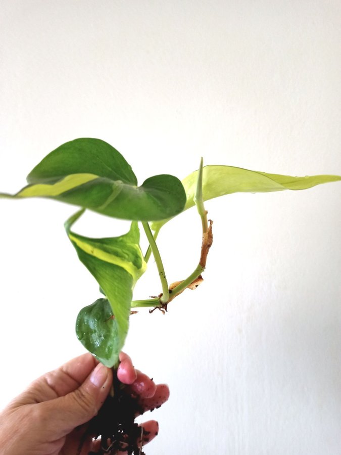 PHILODENDRON BRASIL - planta