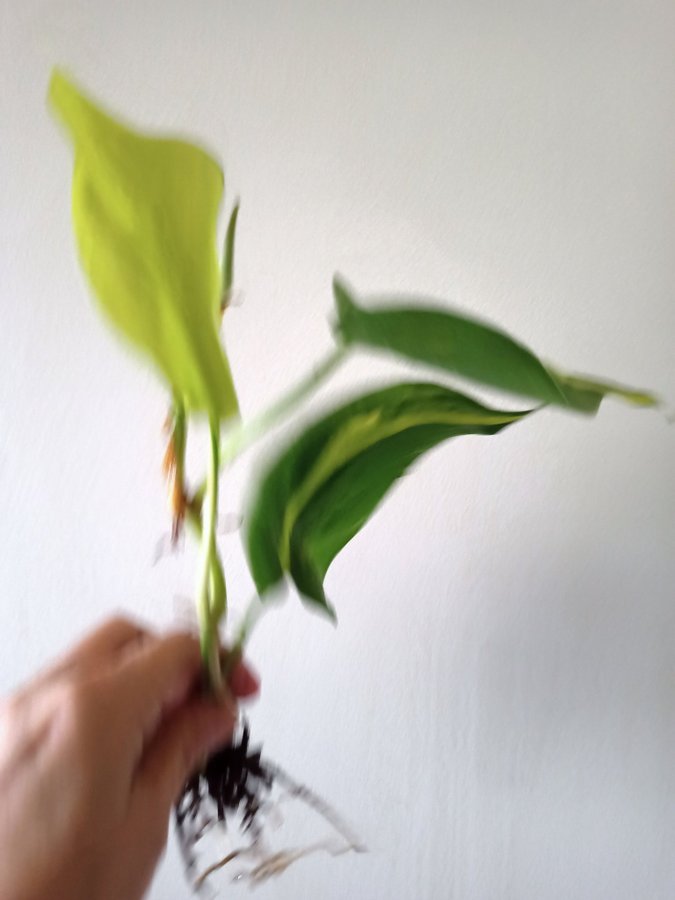 PHILODENDRON BRASIL - planta