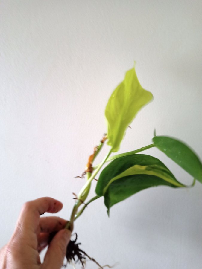 PHILODENDRON BRASIL - planta